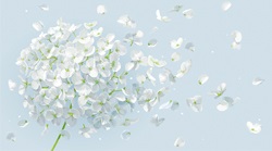 White-Flowers