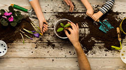 Potted-Plant