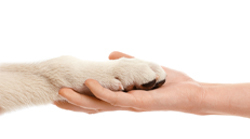 Dog-Paw-Holding-Human-Hand