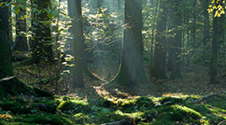 Sunlit-Forest-Glade